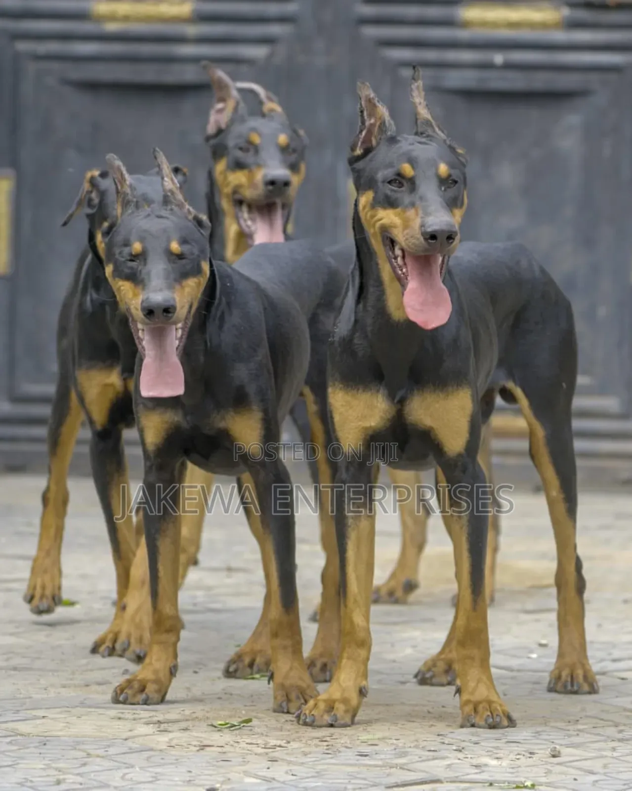6-12 months Male Purebred Doberman Pinscher