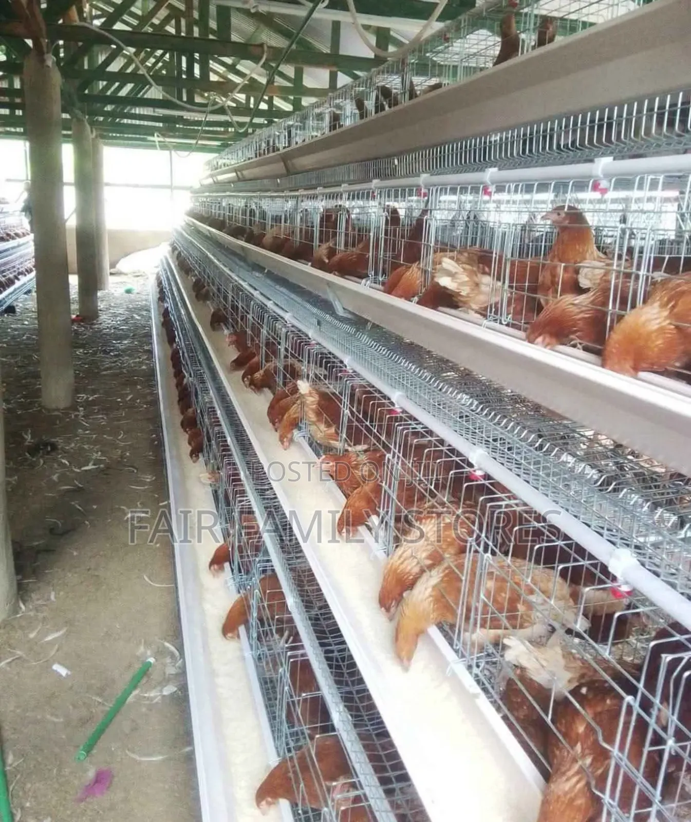 Chicken Cages Automatic 128 Birds