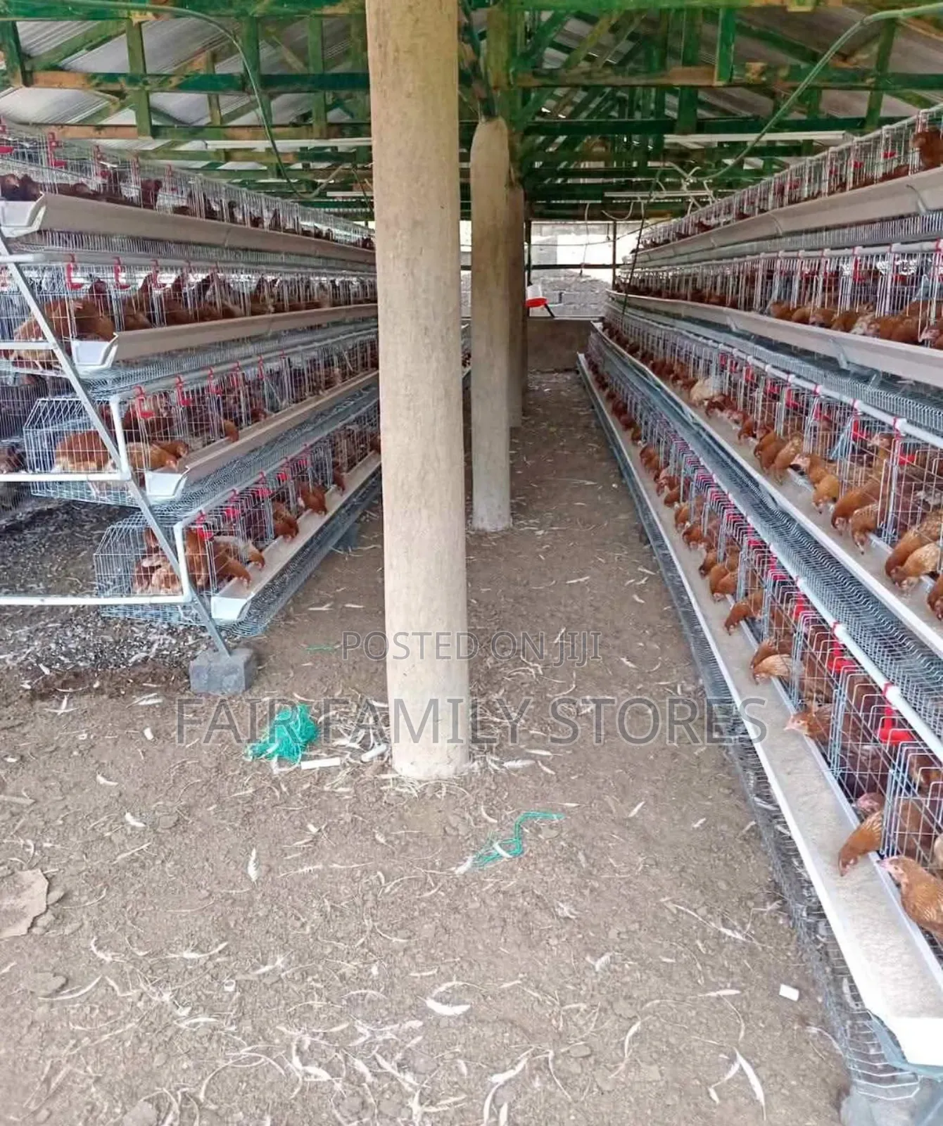 Chicken Cages Automatic 128 Birds