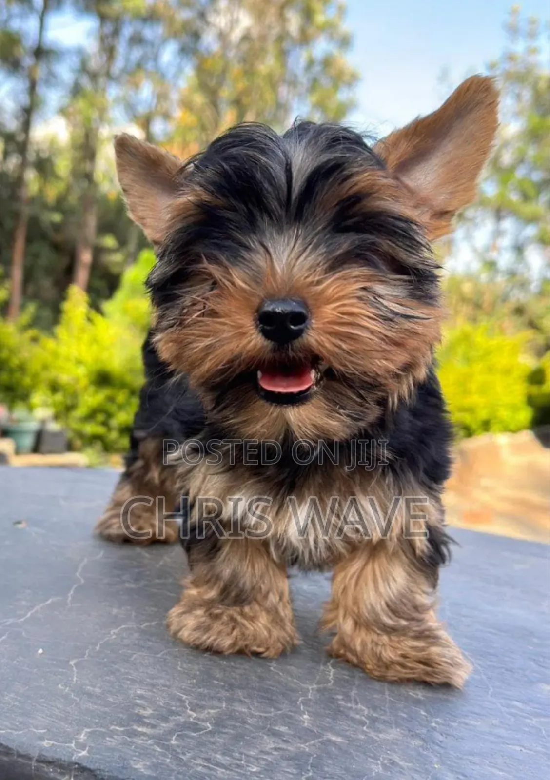 1-3 months Male Purebred Yorkshire Terrier