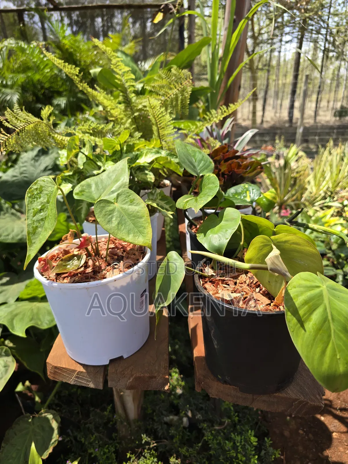 Indoor Money Plant,