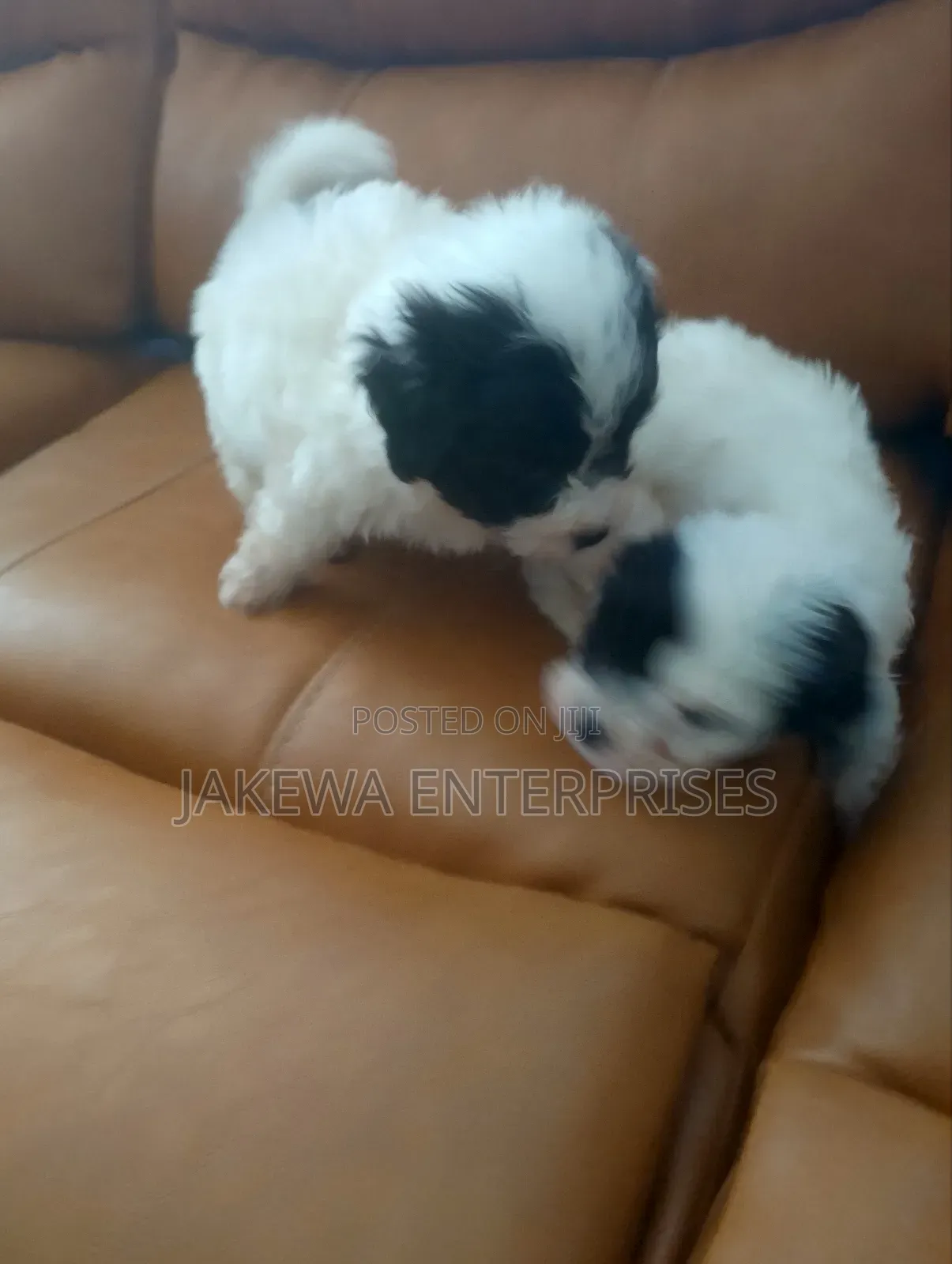 1-3 months Male Purebred Havanese