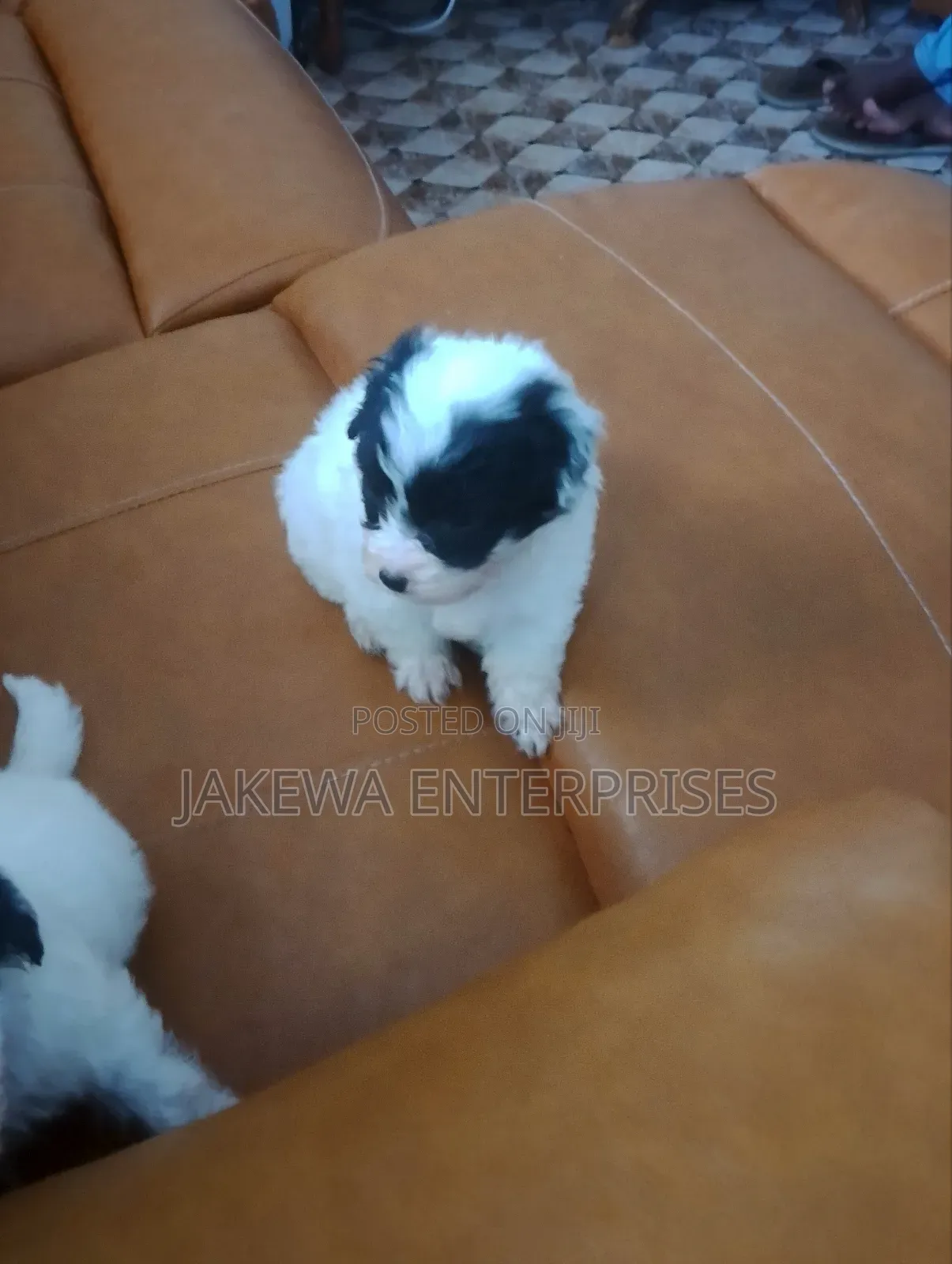 1-3 months Male Purebred Havanese