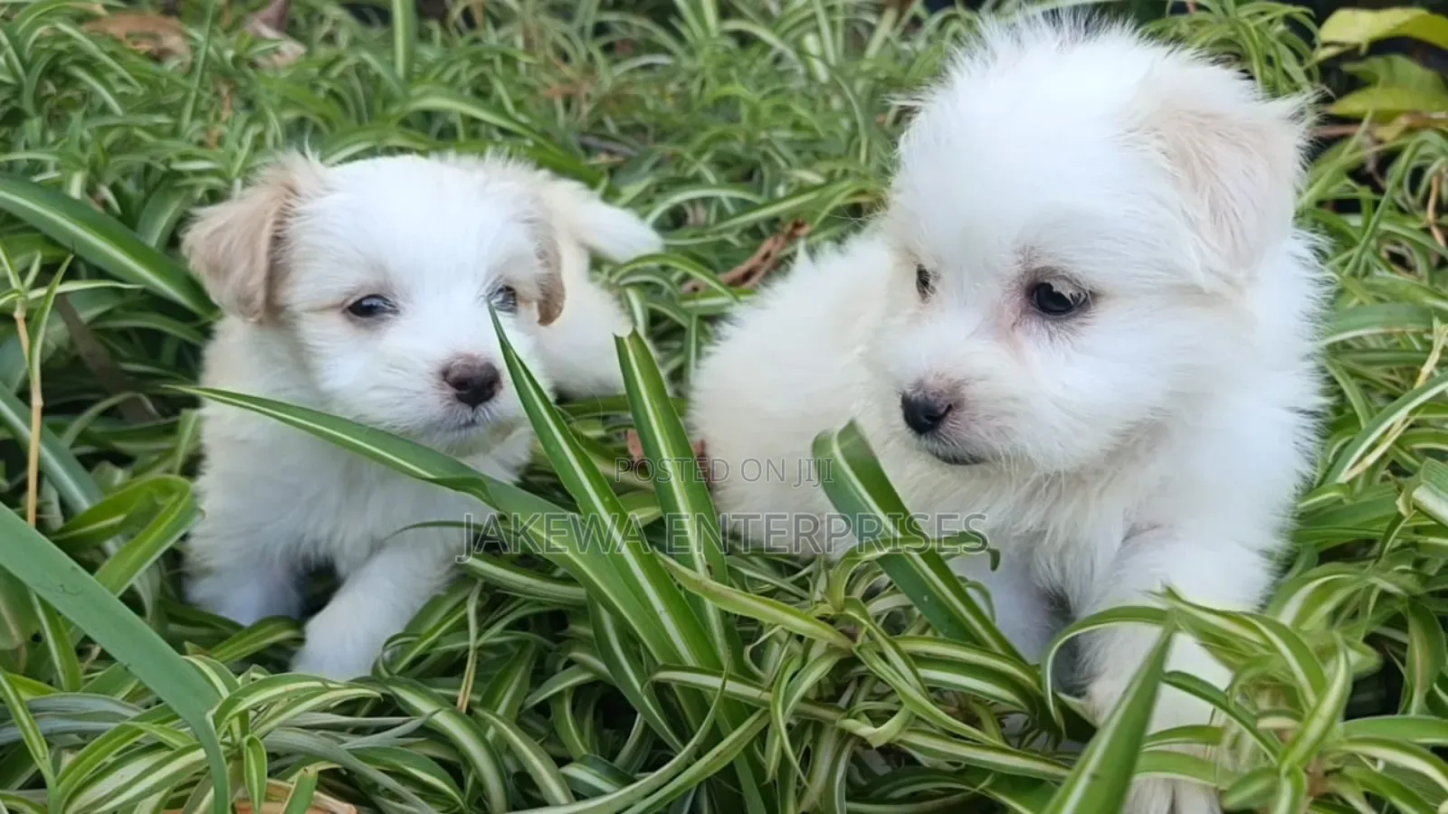 1-3 months Female Purebred Havanese