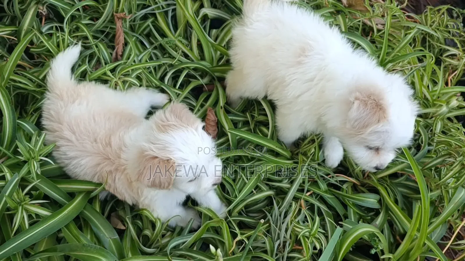 1-3 months Female Purebred Havanese