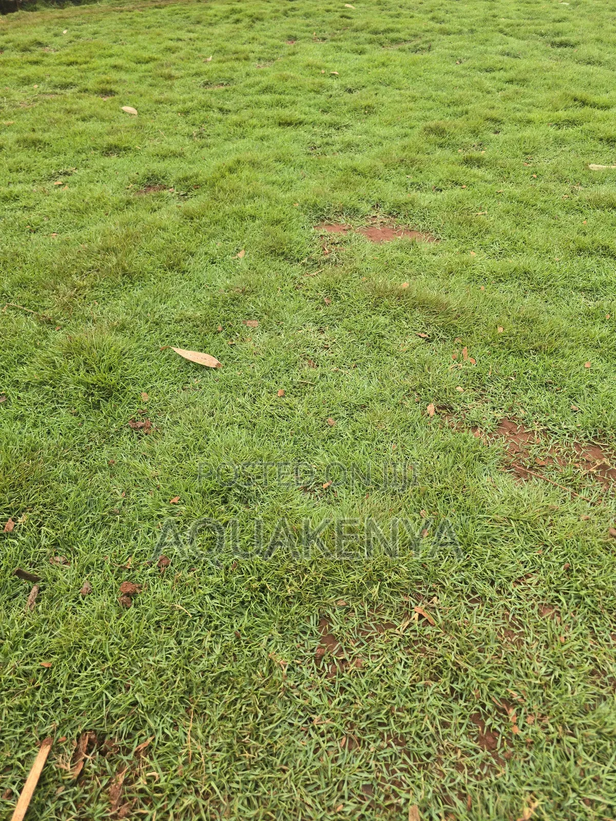 Arabic Gardening Grass, Arabic Grass