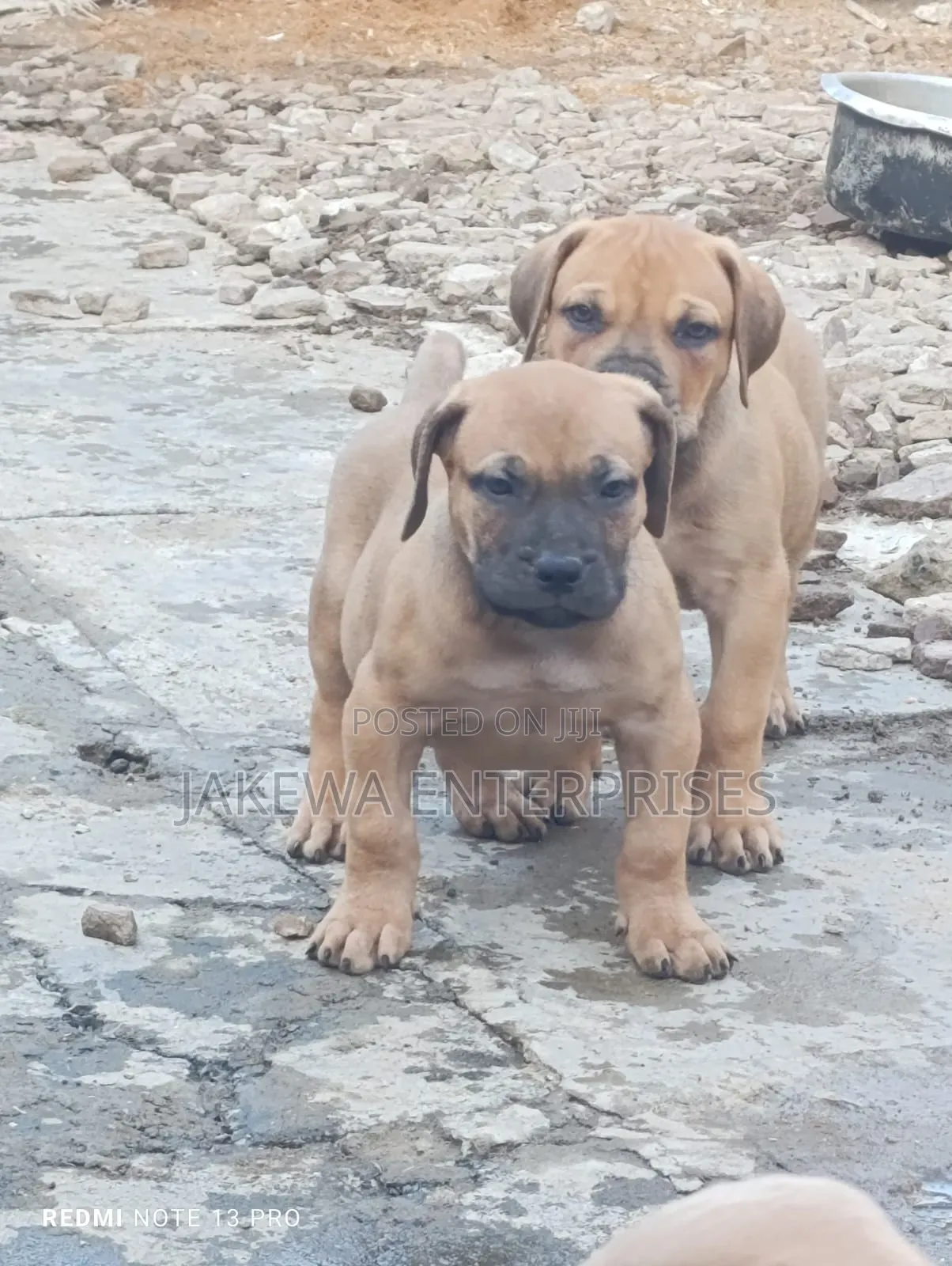 1-3 months Male Purebred Boerboel