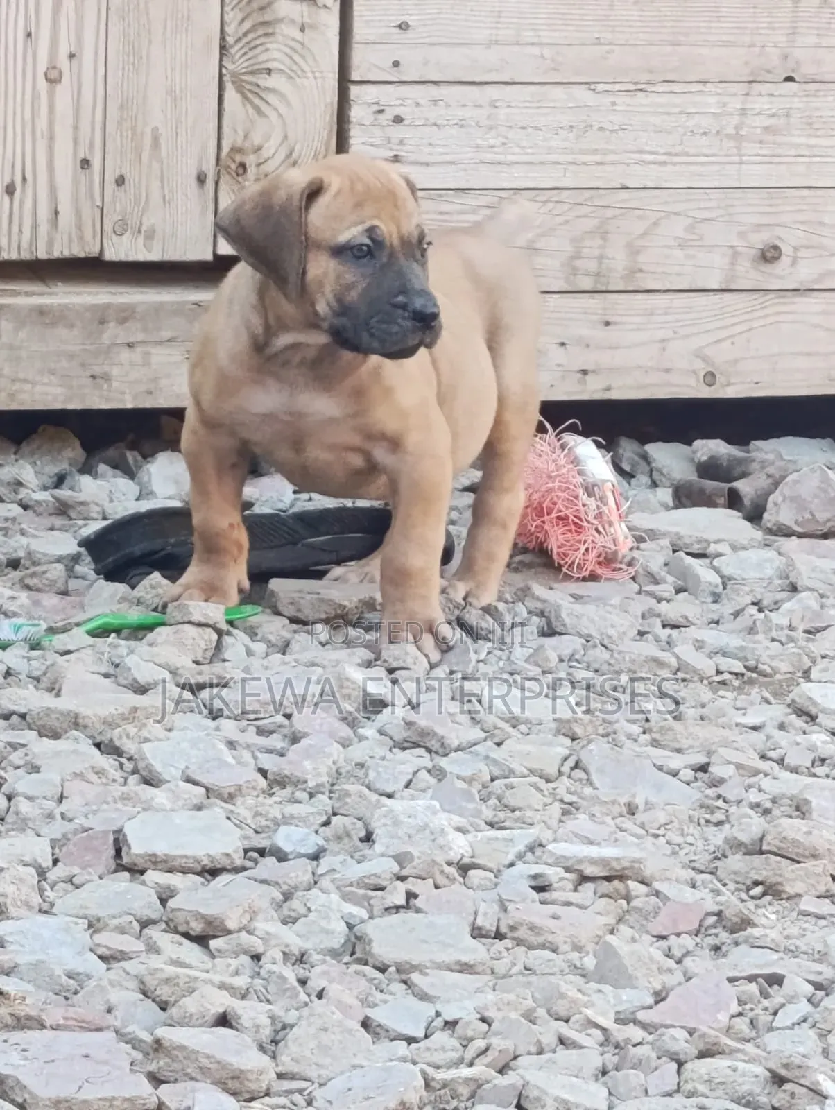 1-3 months Female Purebred Boerboel
