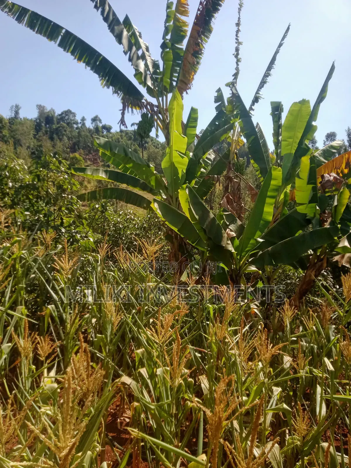 1 Acre on Sale at Kabati-Kagunduini
