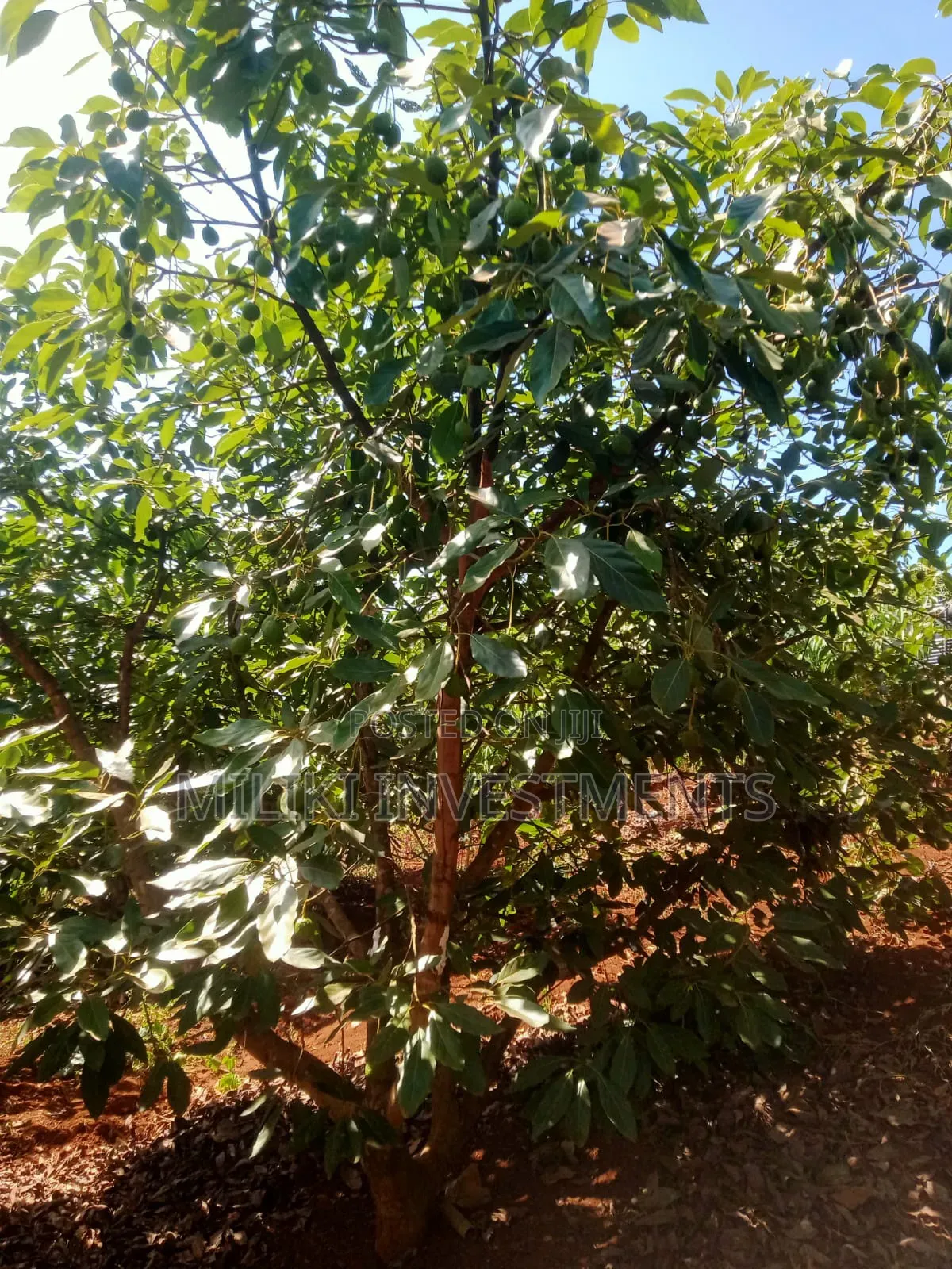 1 Acre on Sale at Kabati-Kagunduini