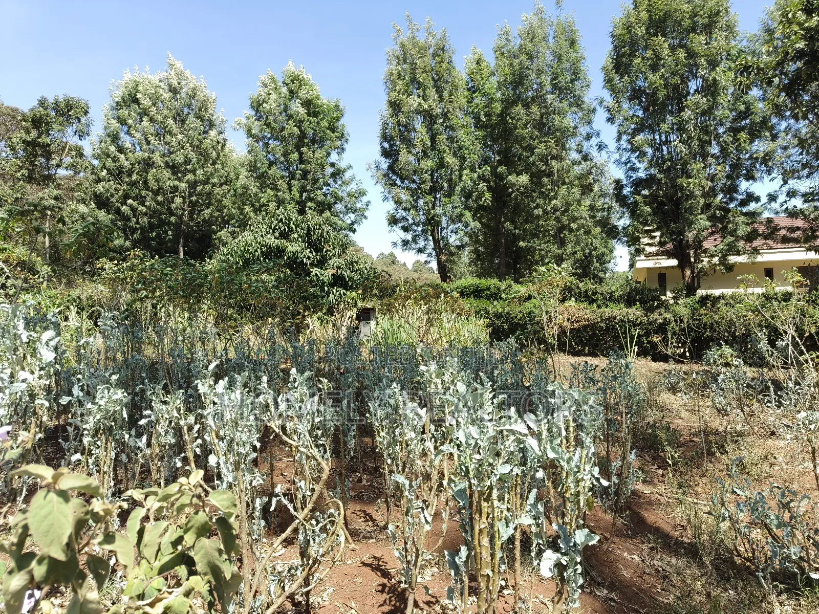 Quarter Acre Corner Plot on Sale in Kerarapon Drive. Residential Land