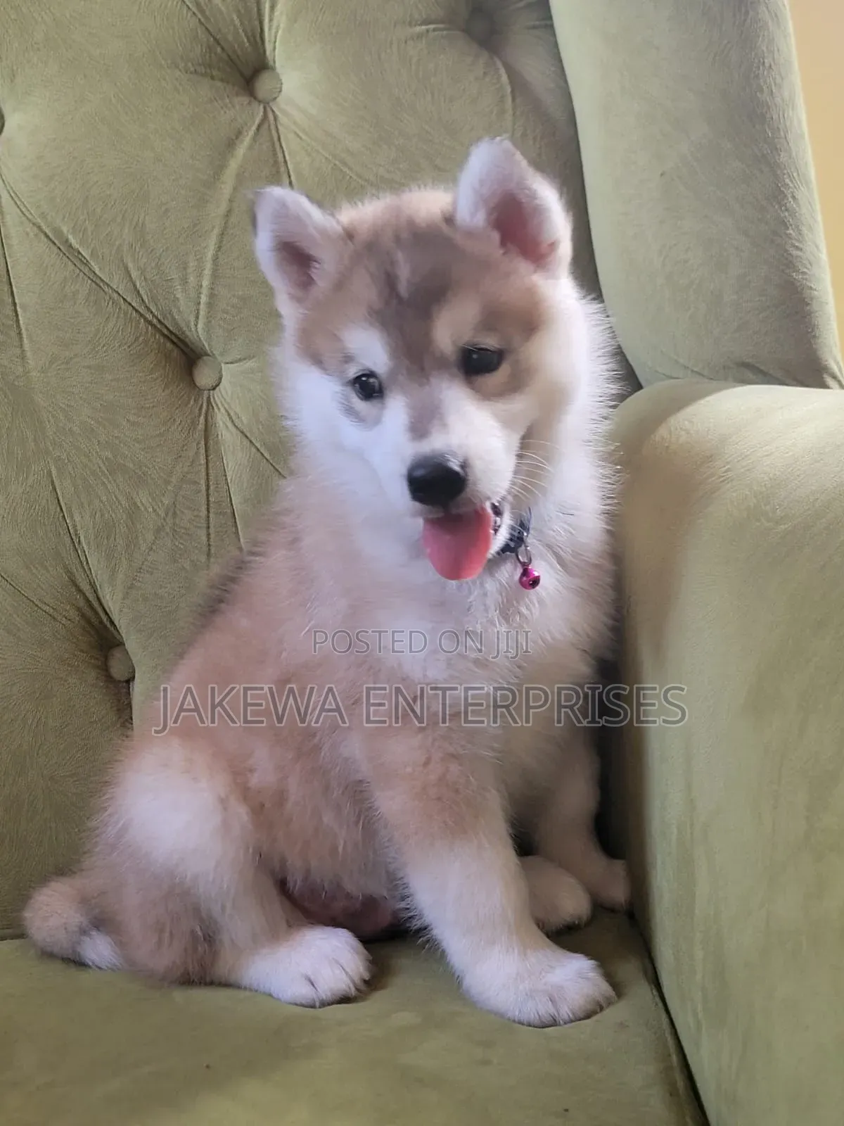1-3 months Male Purebred Siberian Husky