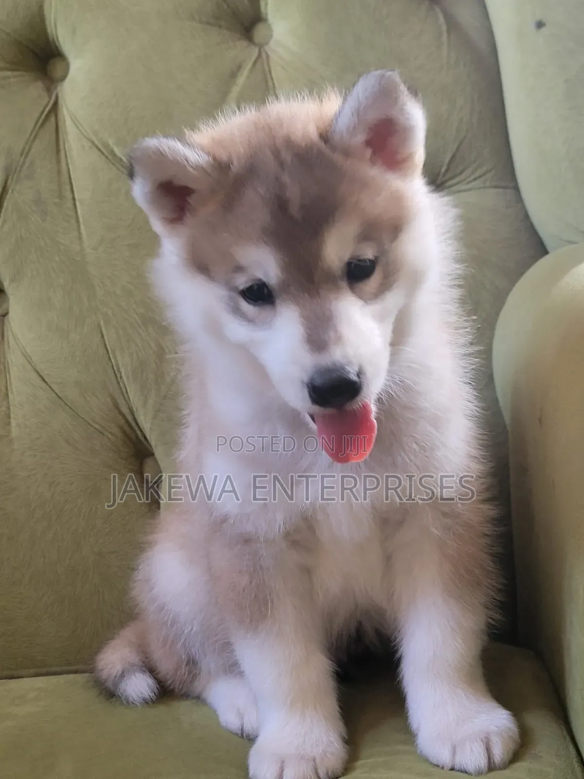 1-3 months Male Purebred Siberian Husky