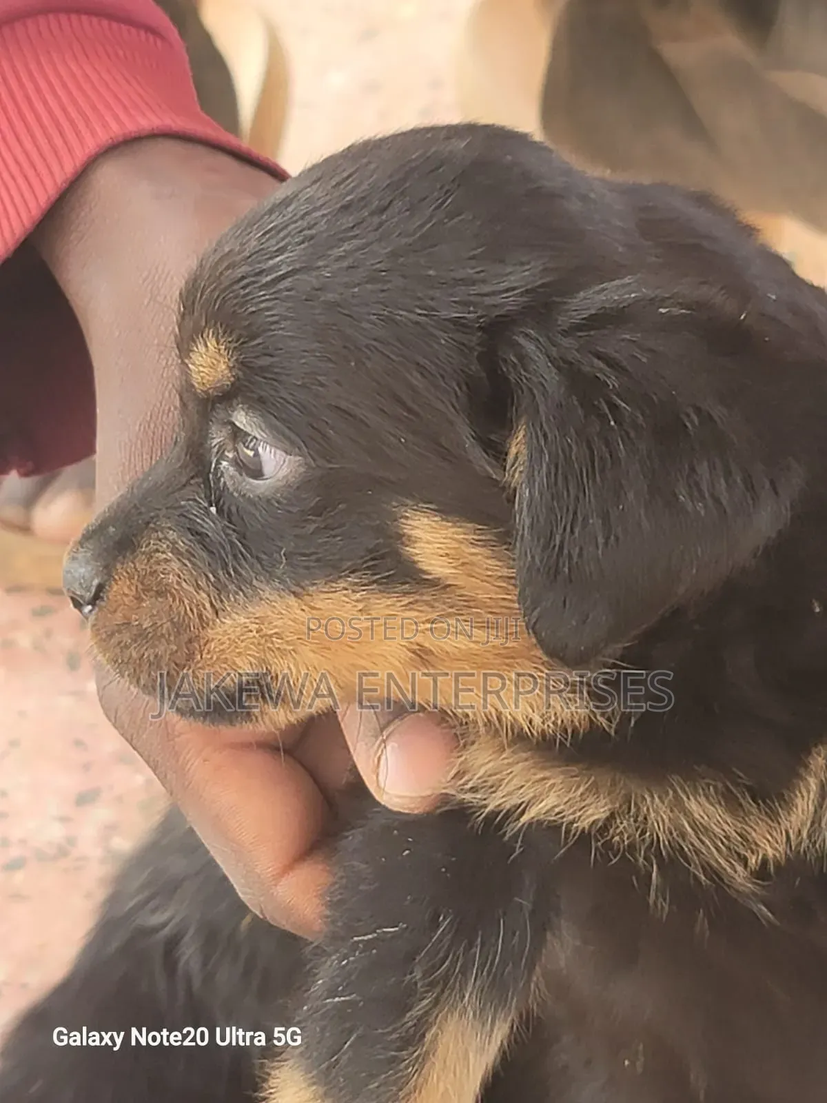 1-3 months Male Purebred Rottweiler
