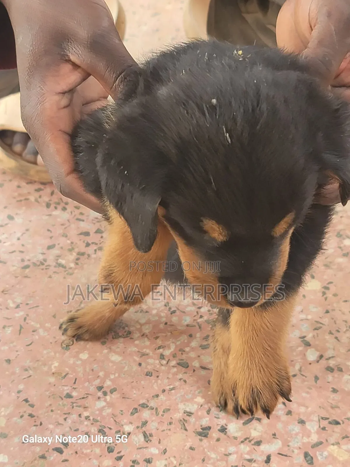 1-3 months Female Purebred Rottweiler