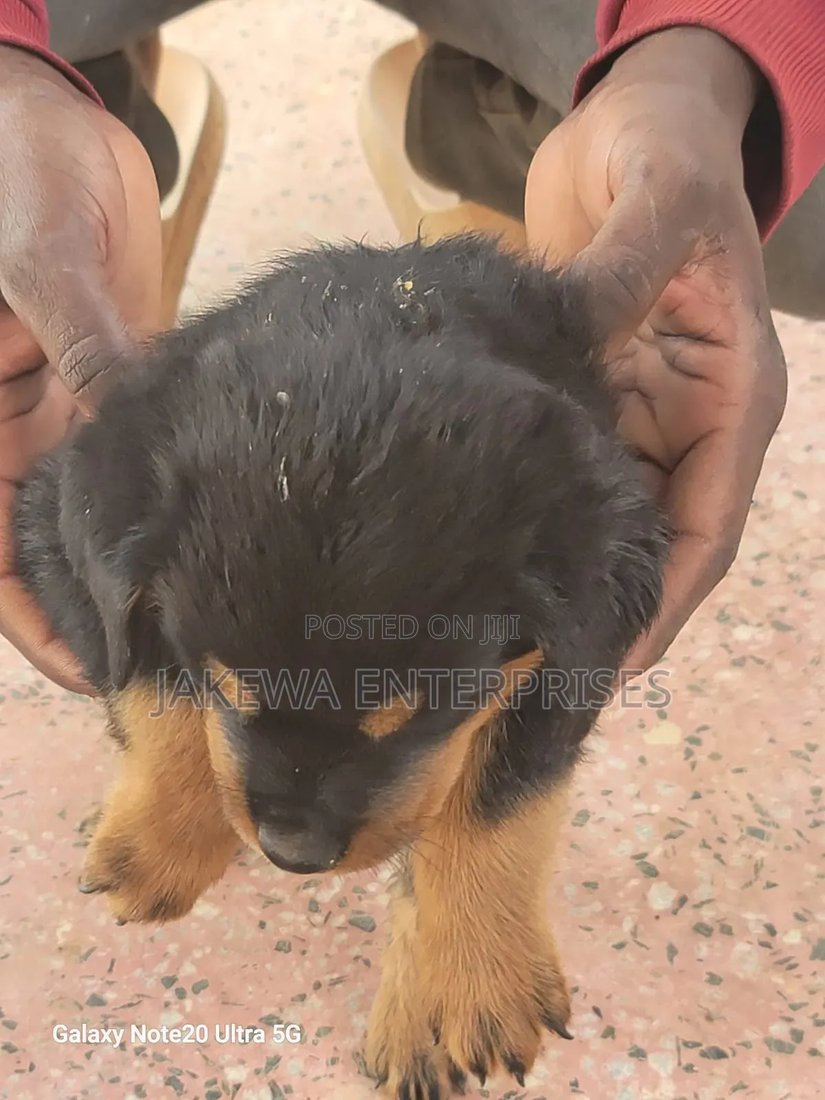 1-3 months Female Purebred Rottweiler