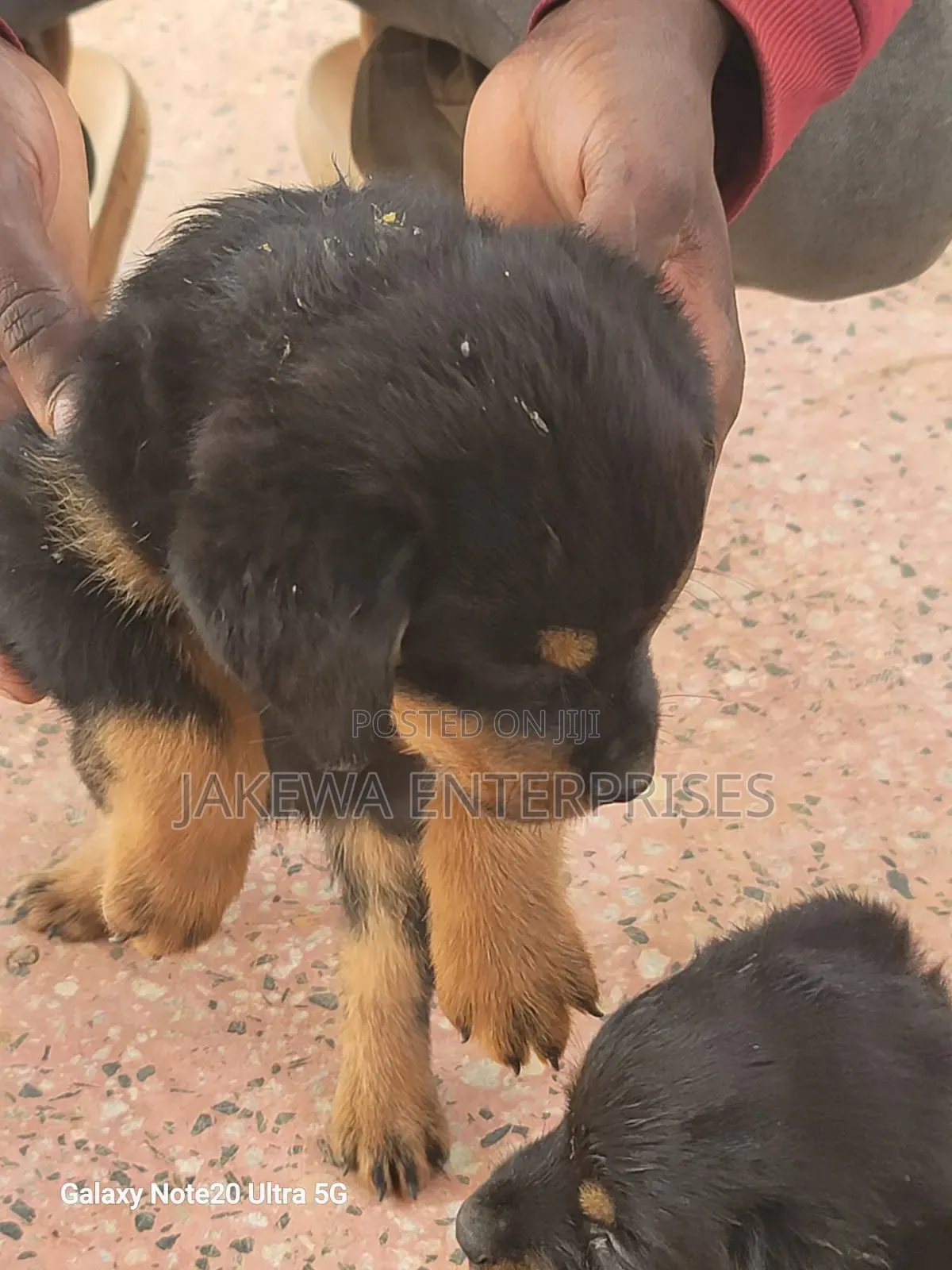 1-3 months Female Purebred Rottweiler