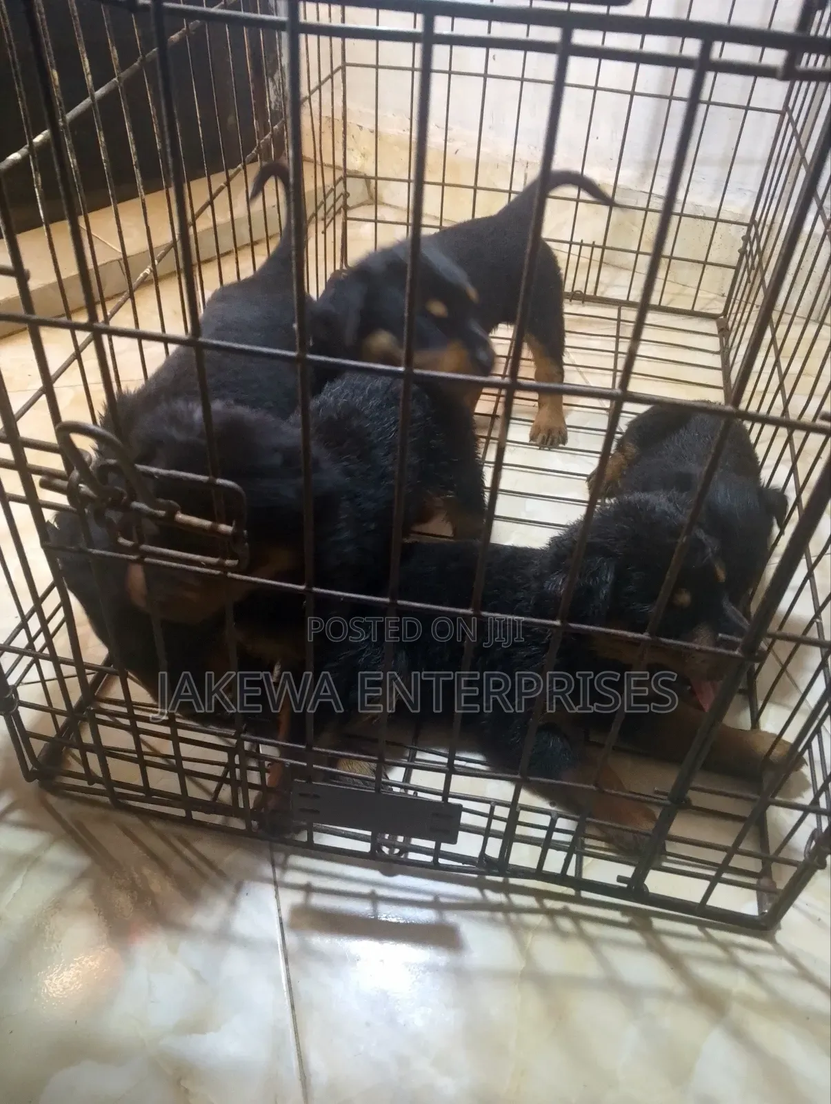 1-3 months Male Purebred Rottweiler
