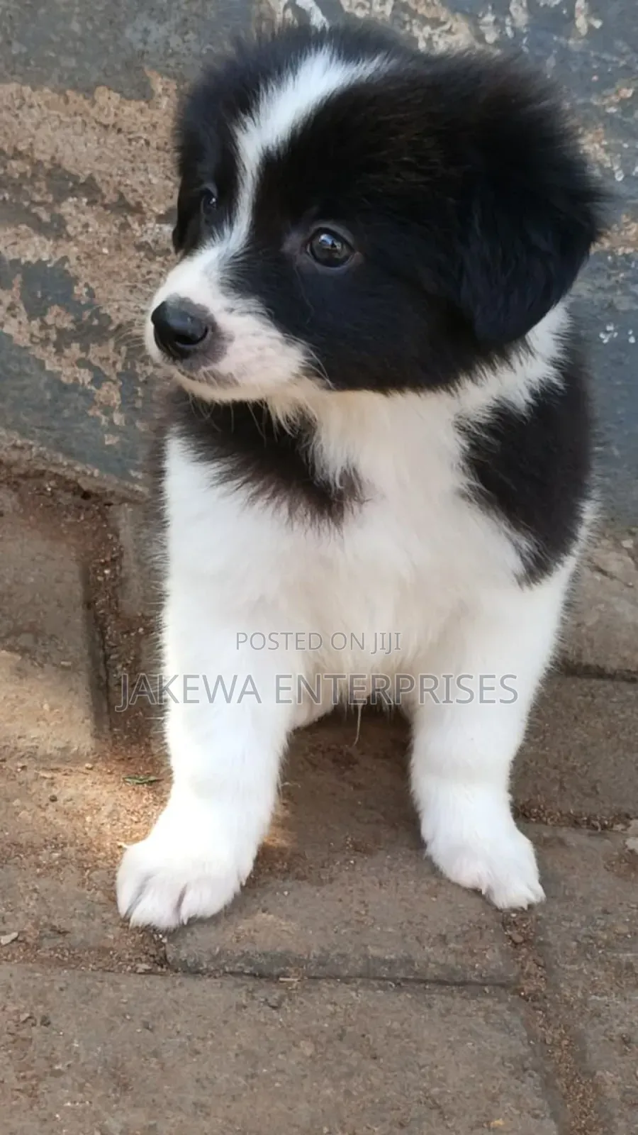 1-3 months Male Purebred Havanese