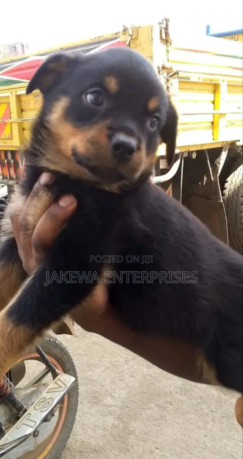 1-3 months Male Purebred Rottweiler