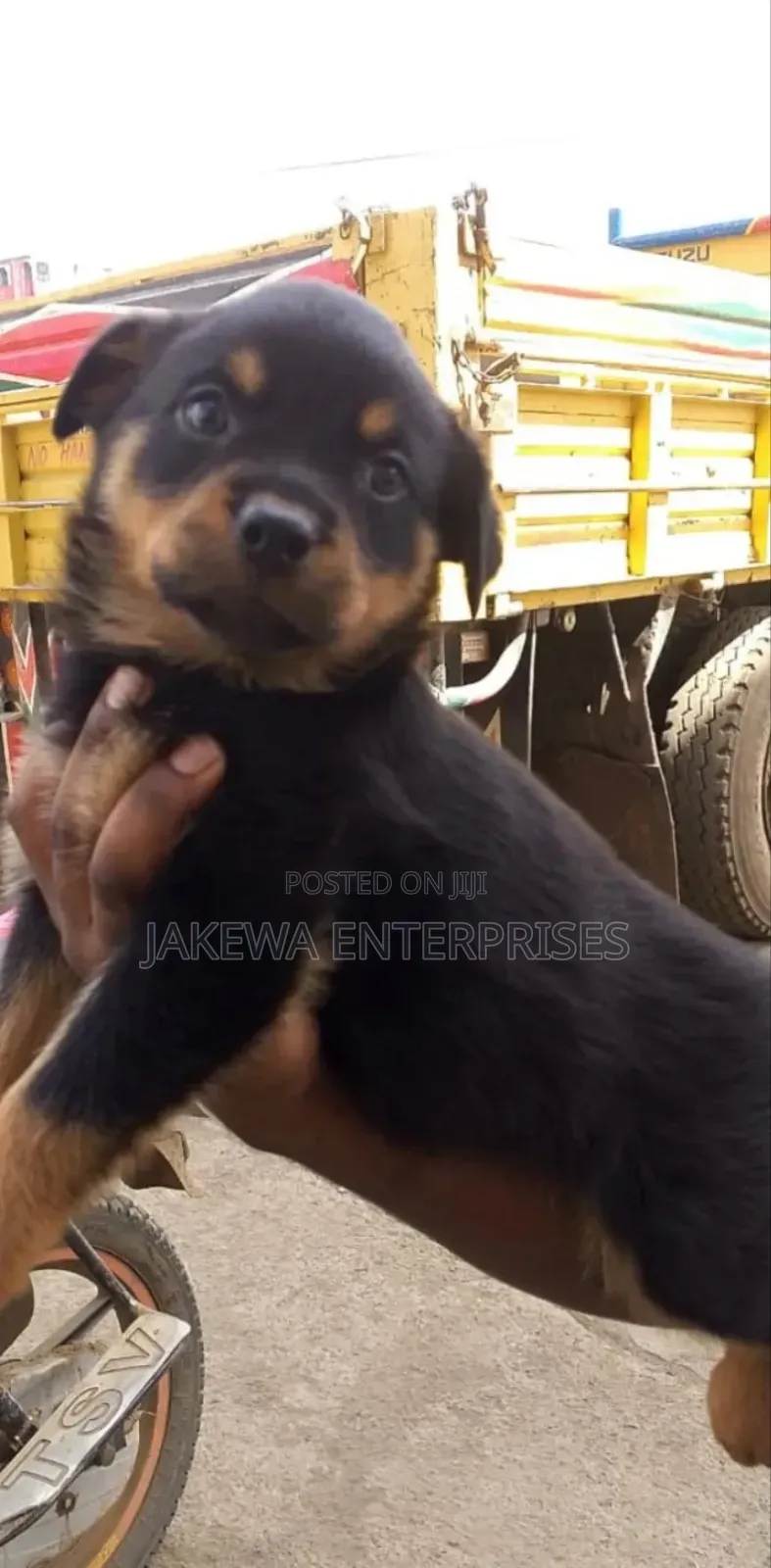 1-3 months Male Purebred Rottweiler