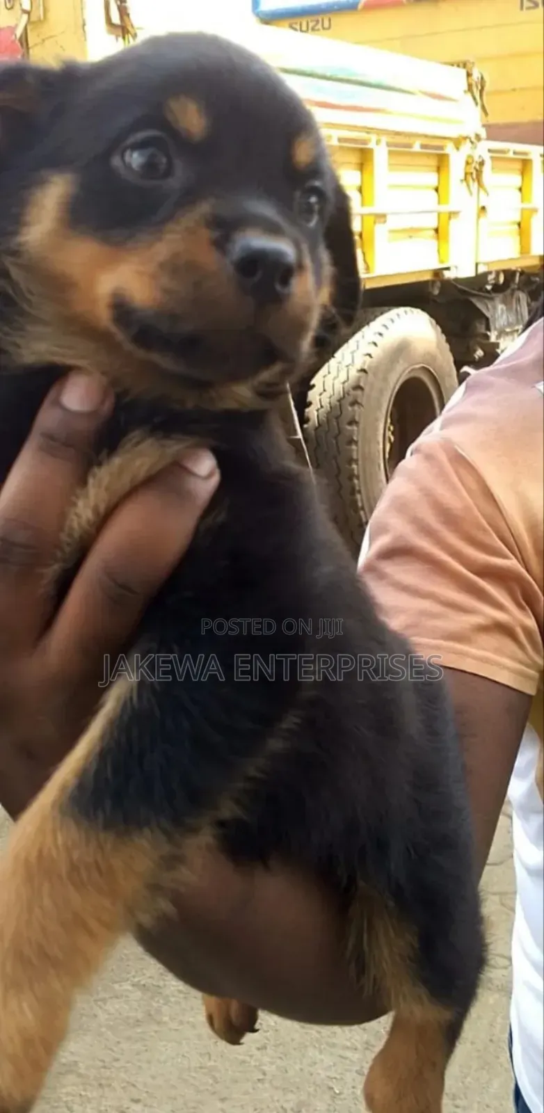 1-3 months Male Purebred Rottweiler
