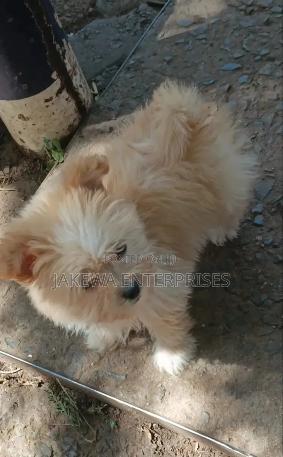 1-3 months Female Purebred Havanese