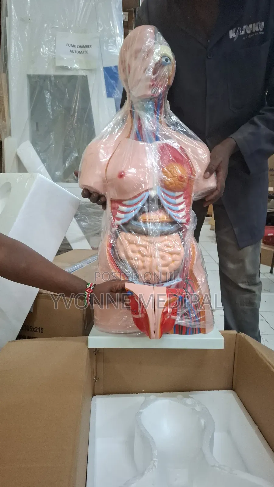 Torso / Resuscitation Adult Torso.