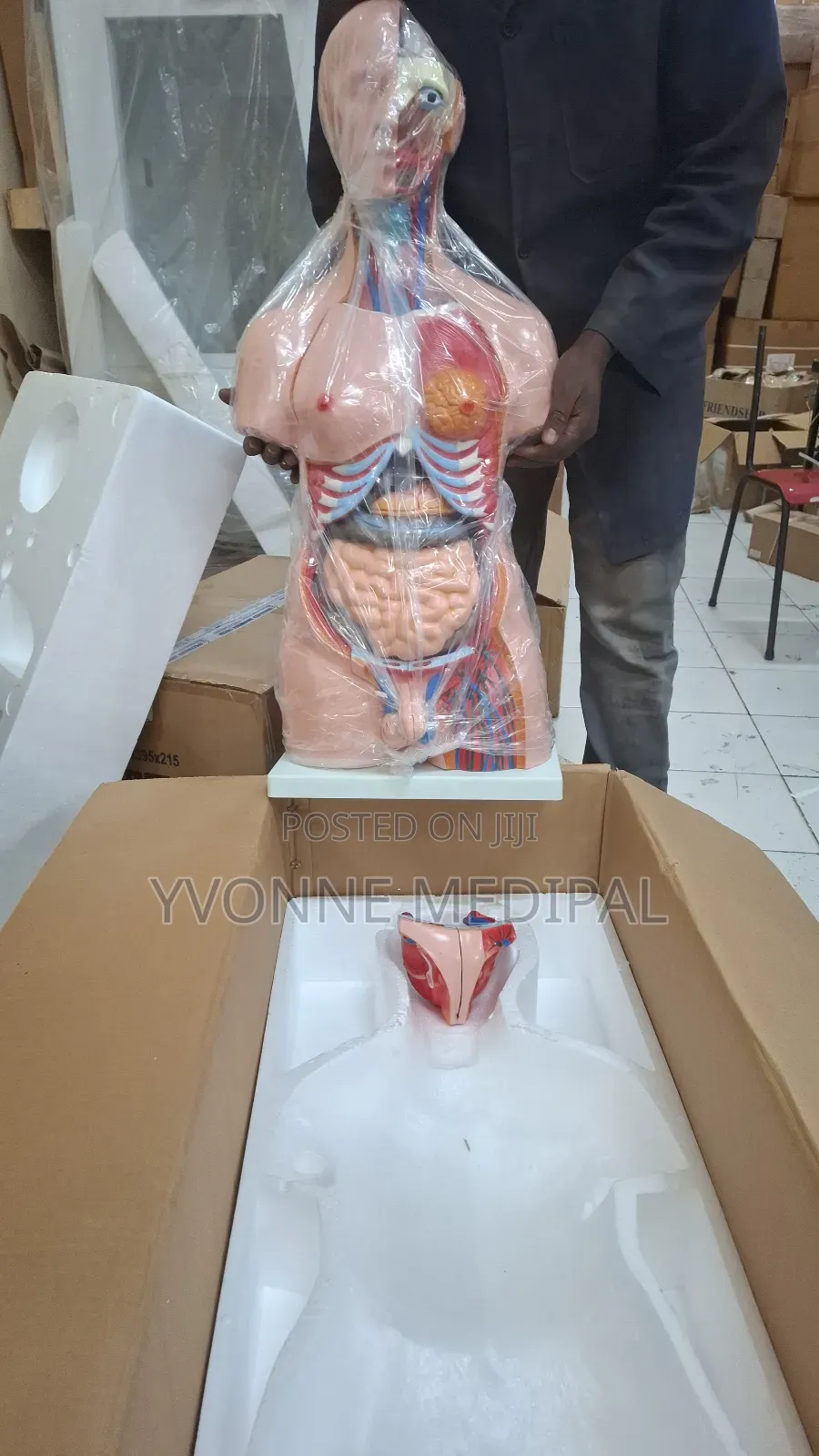Torso / Resuscitation Adult Torso.