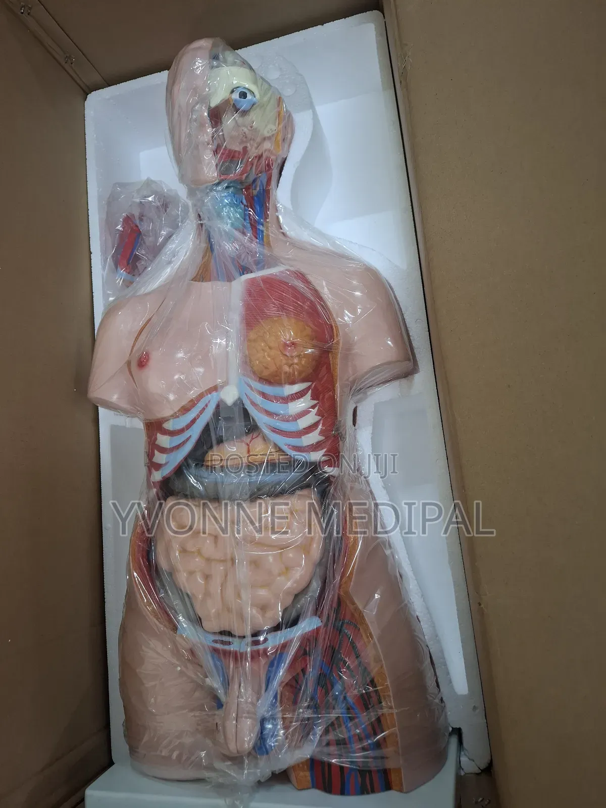 Torso / Resuscitation Adult Torso.