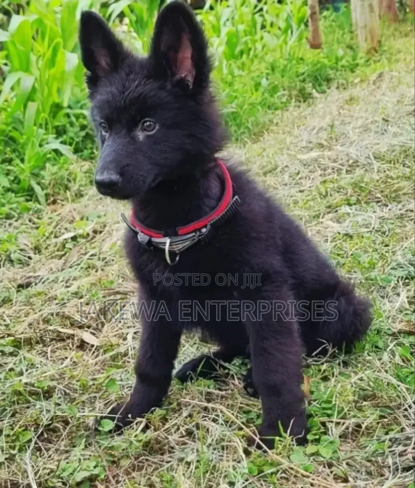 1-3 months Male Purebred German Shepherd