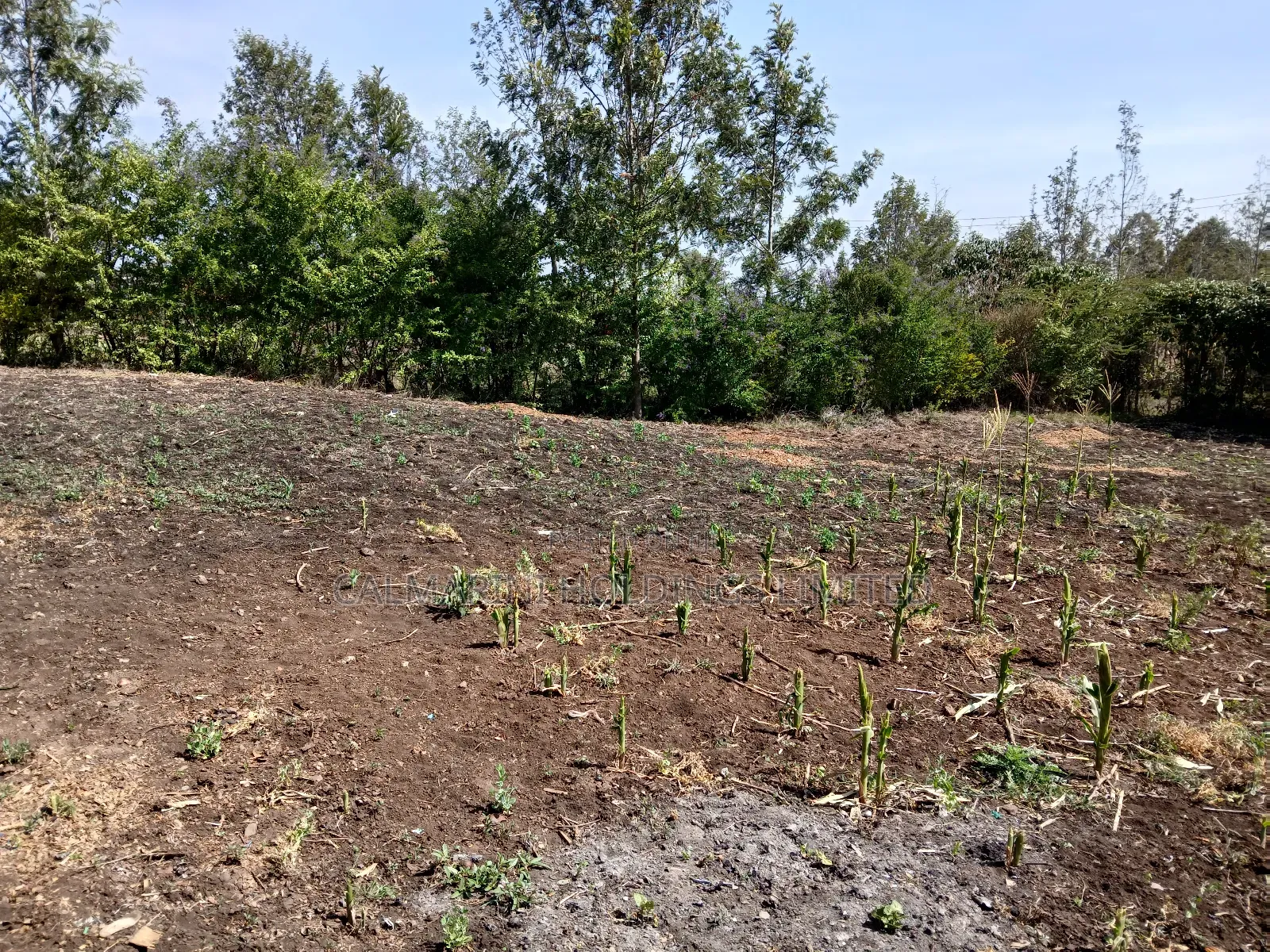 Quick Deal!! 1/8 Acre Plot in Kahuho, Rongai for Only Kes 2m
