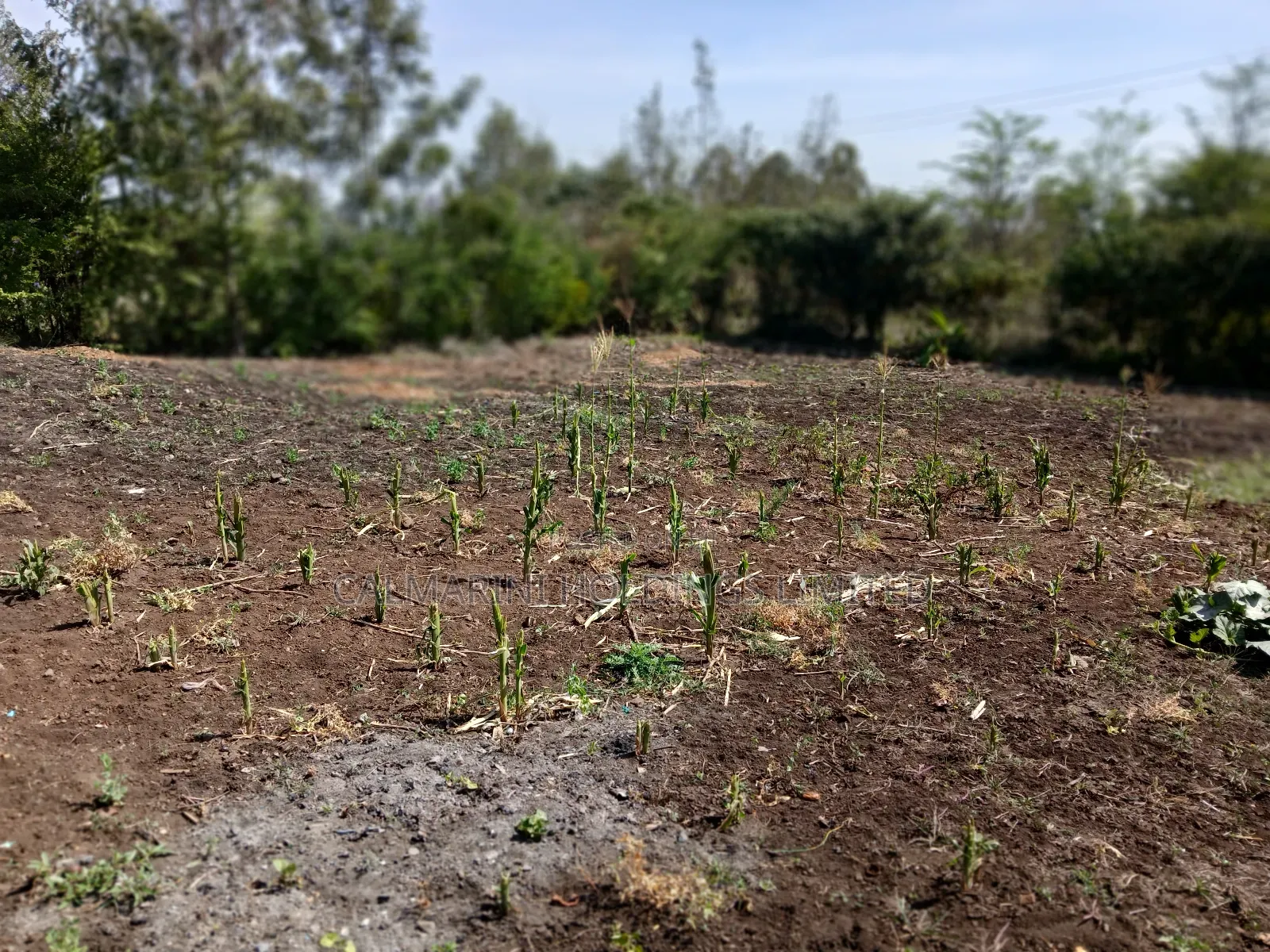 Quick Deal!! 1/8 Acre Plot in Kahuho, Rongai for Only Kes 2m