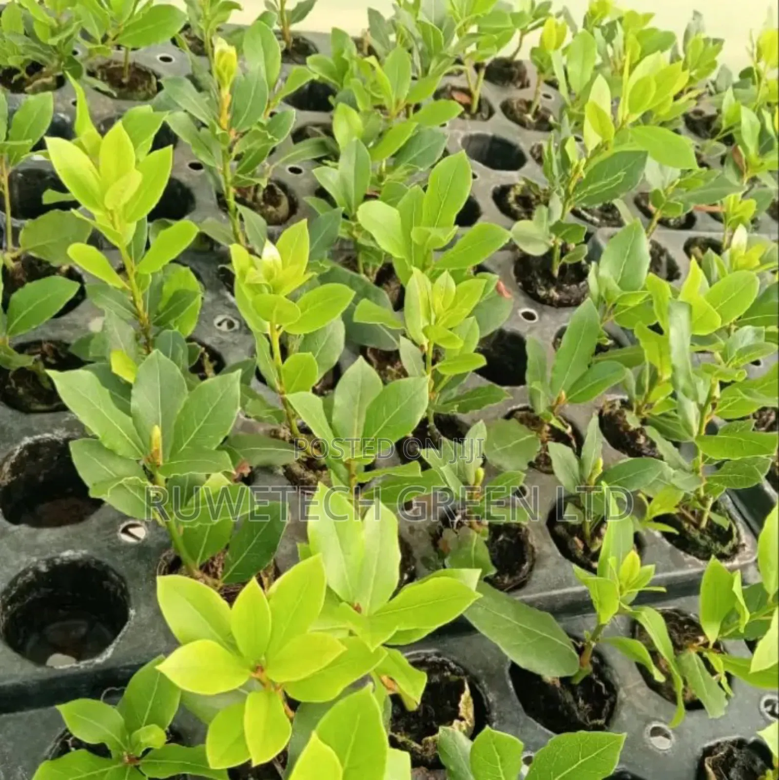 B1 Bay Leaf