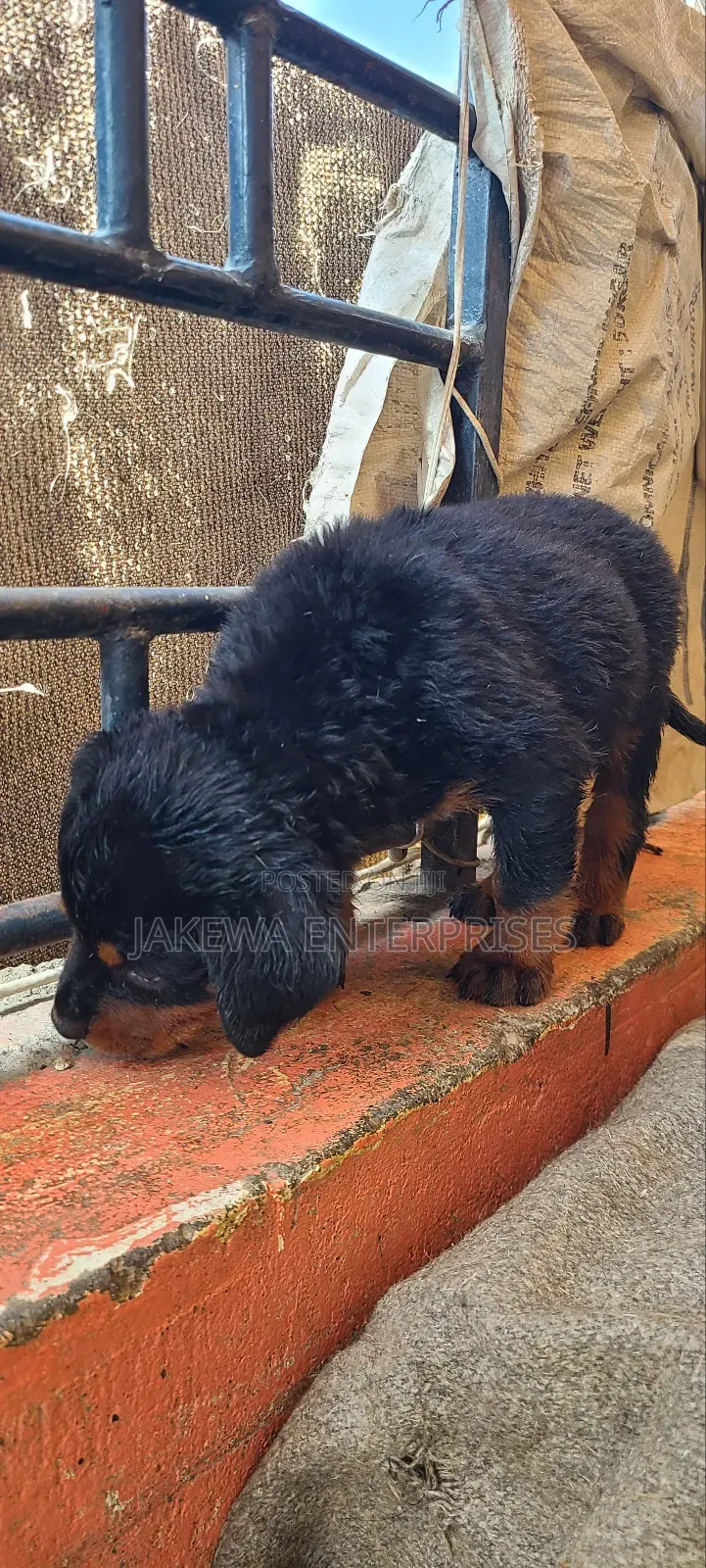 1-3 months Male Purebred Rottweiler