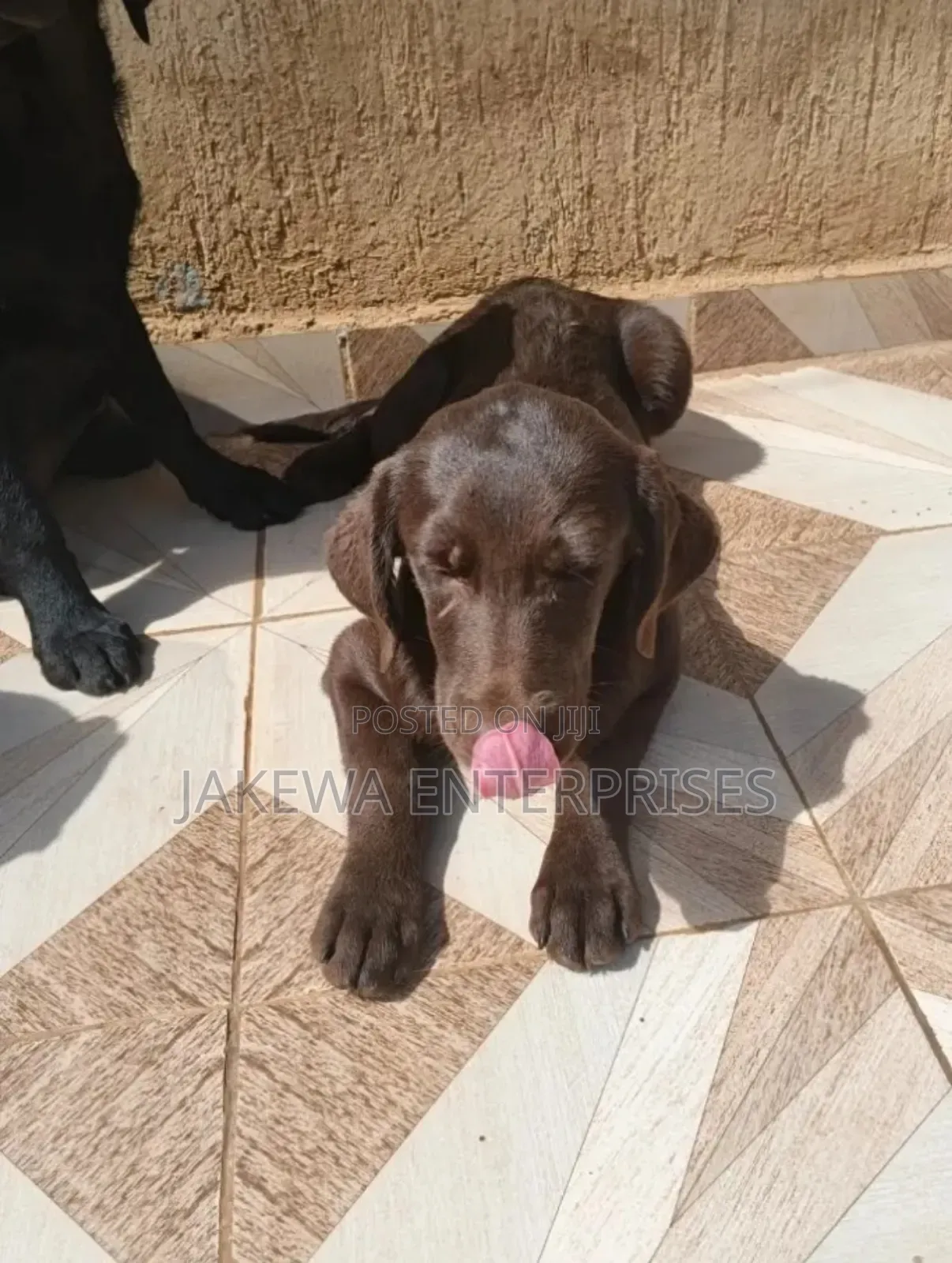 1-3 months Female Purebred Labrador Retriever