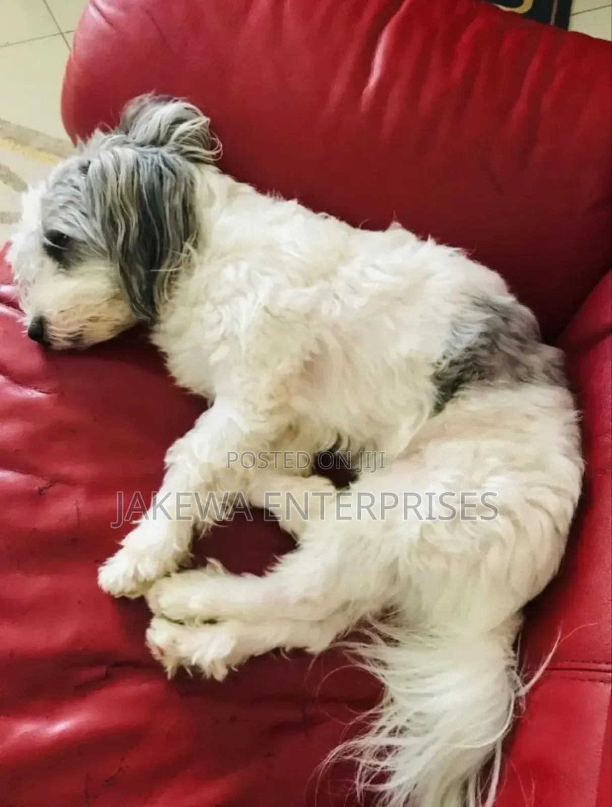 1+ year Female Purebred Havanese