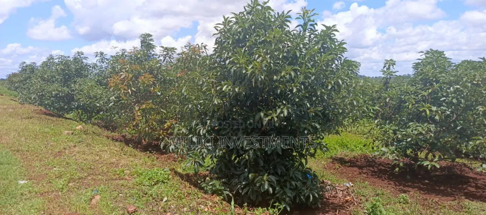 225 Acres on Sale at Thika Near Delmonte