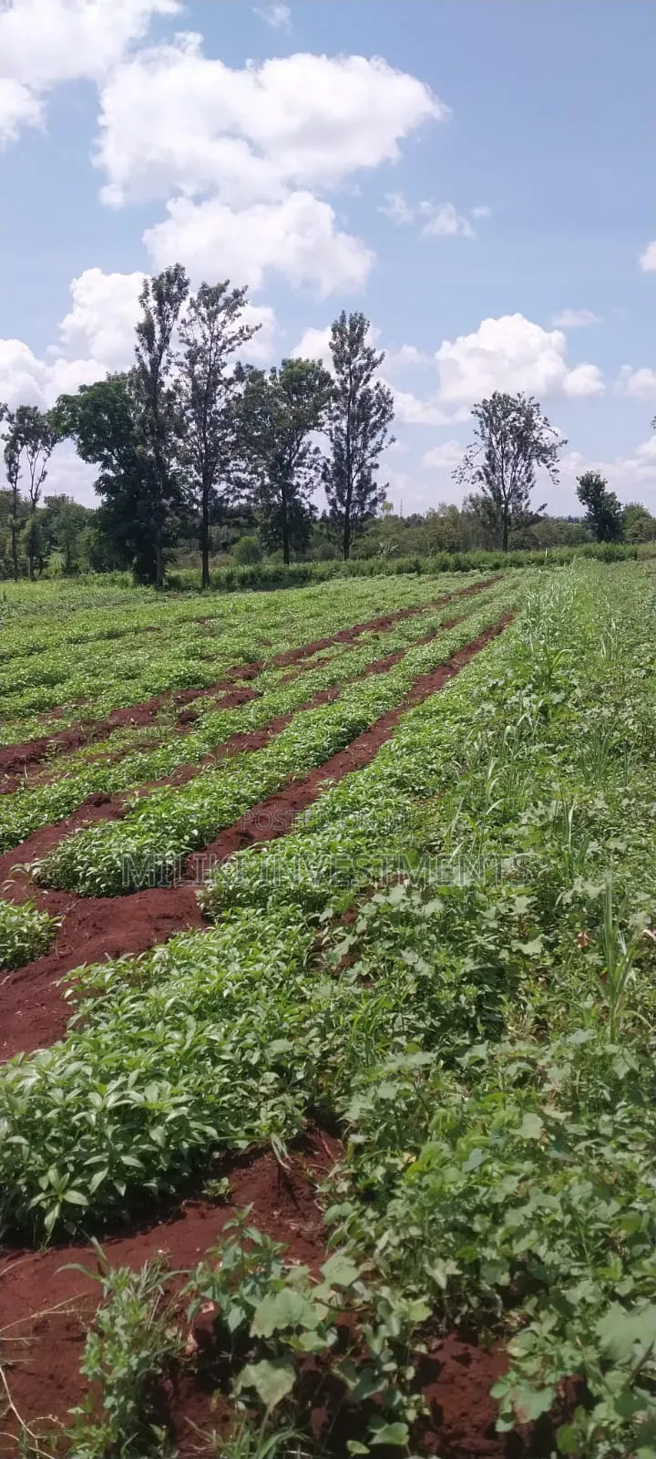 8 Acres on Sale at Makatuno-Sagana