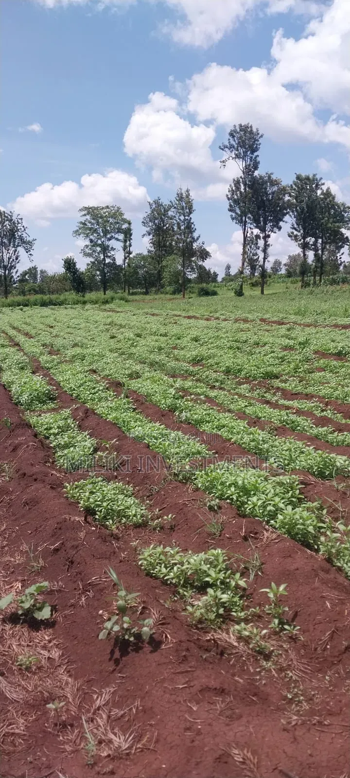 8 Acres on Sale at Makatuno-Sagana