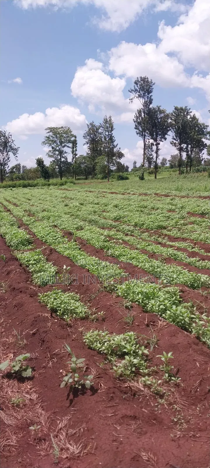 8 Acres on Sale at Makatuno-Sagana