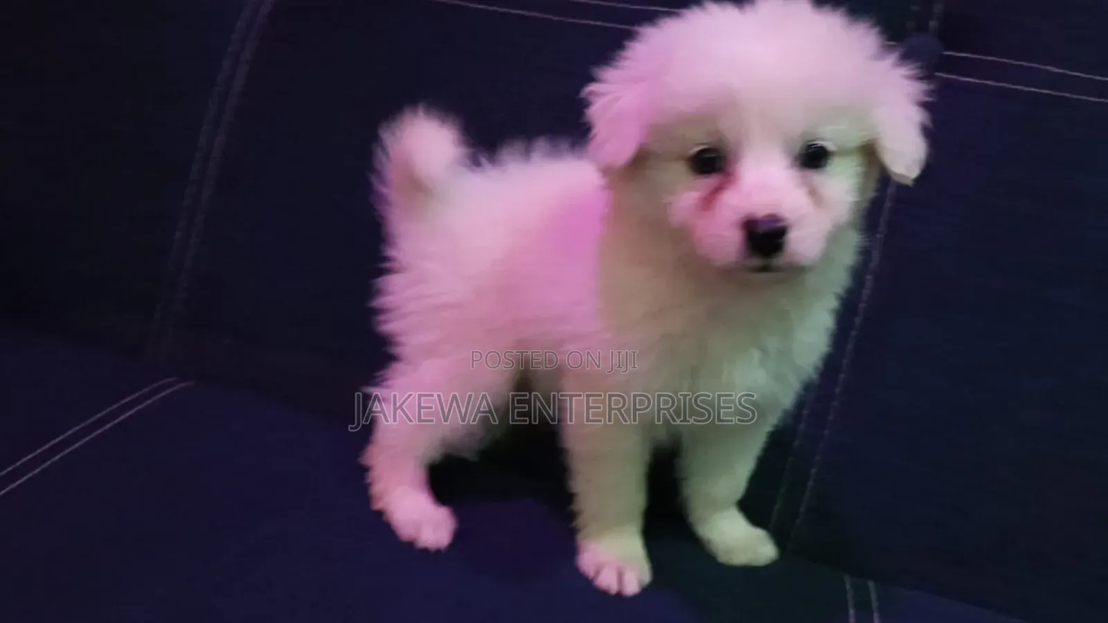 1-3 months Female Purebred Havanese