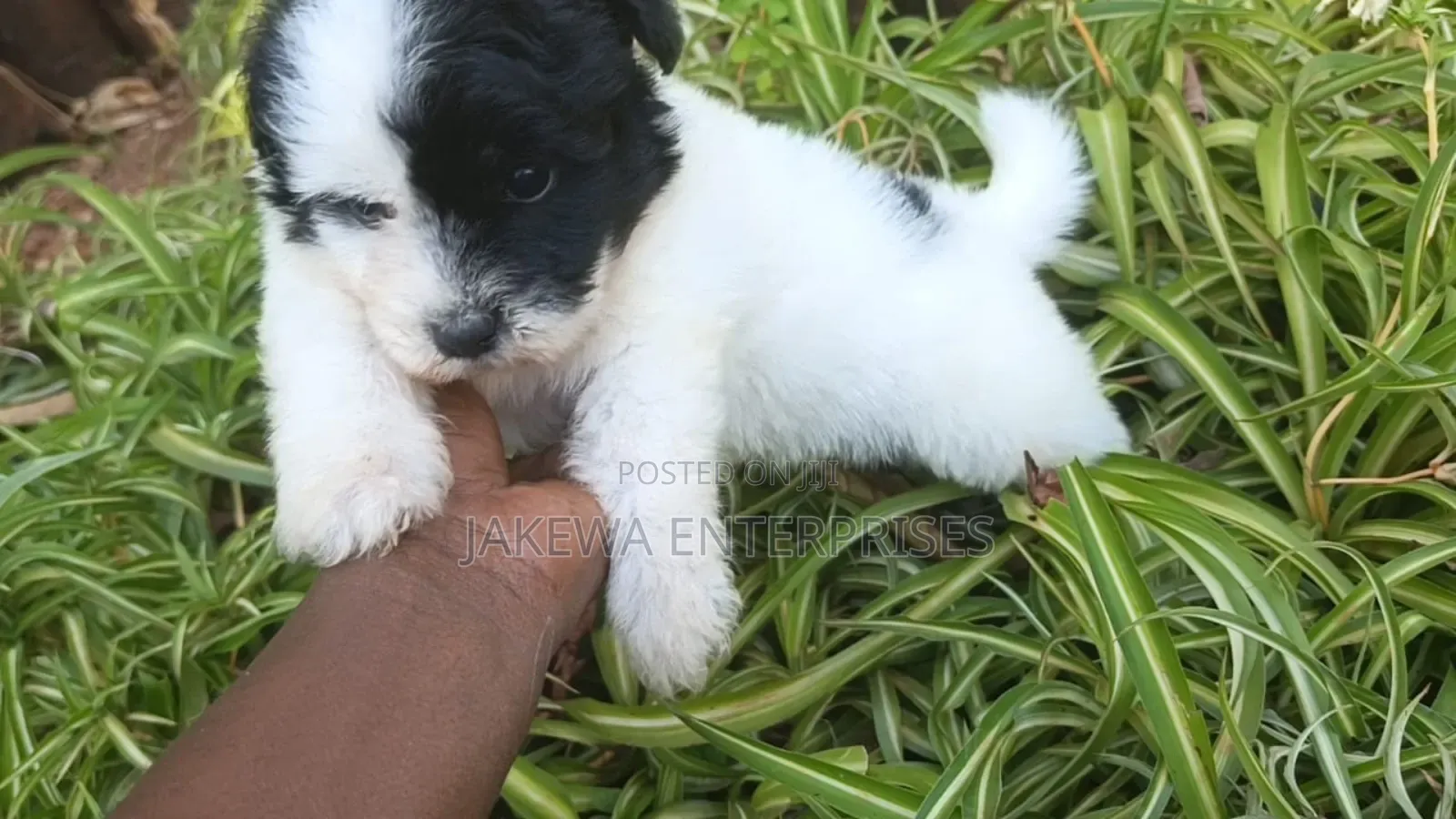 1-3 months Male Purebred Havanese