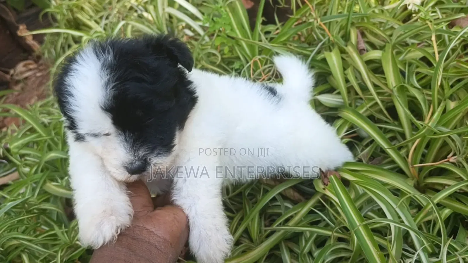 1-3 months Male Purebred Havanese