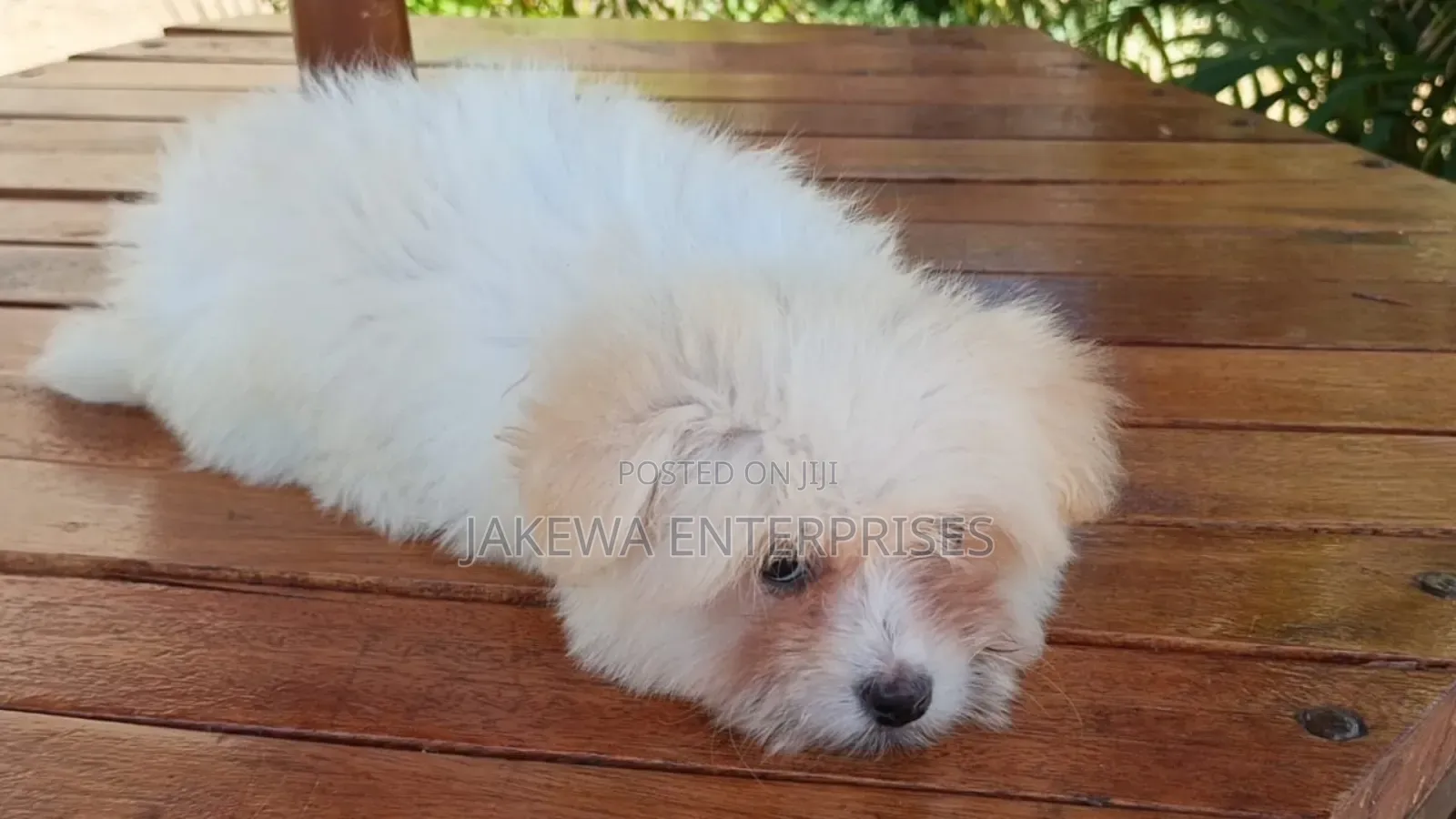 1-3 months Male Purebred Havanese