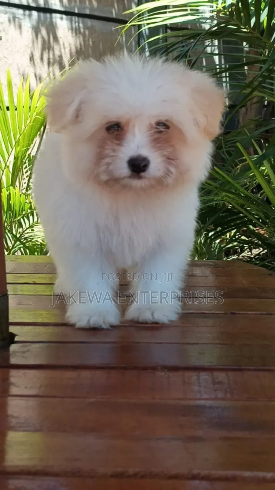 1-3 months Female Purebred Havanese