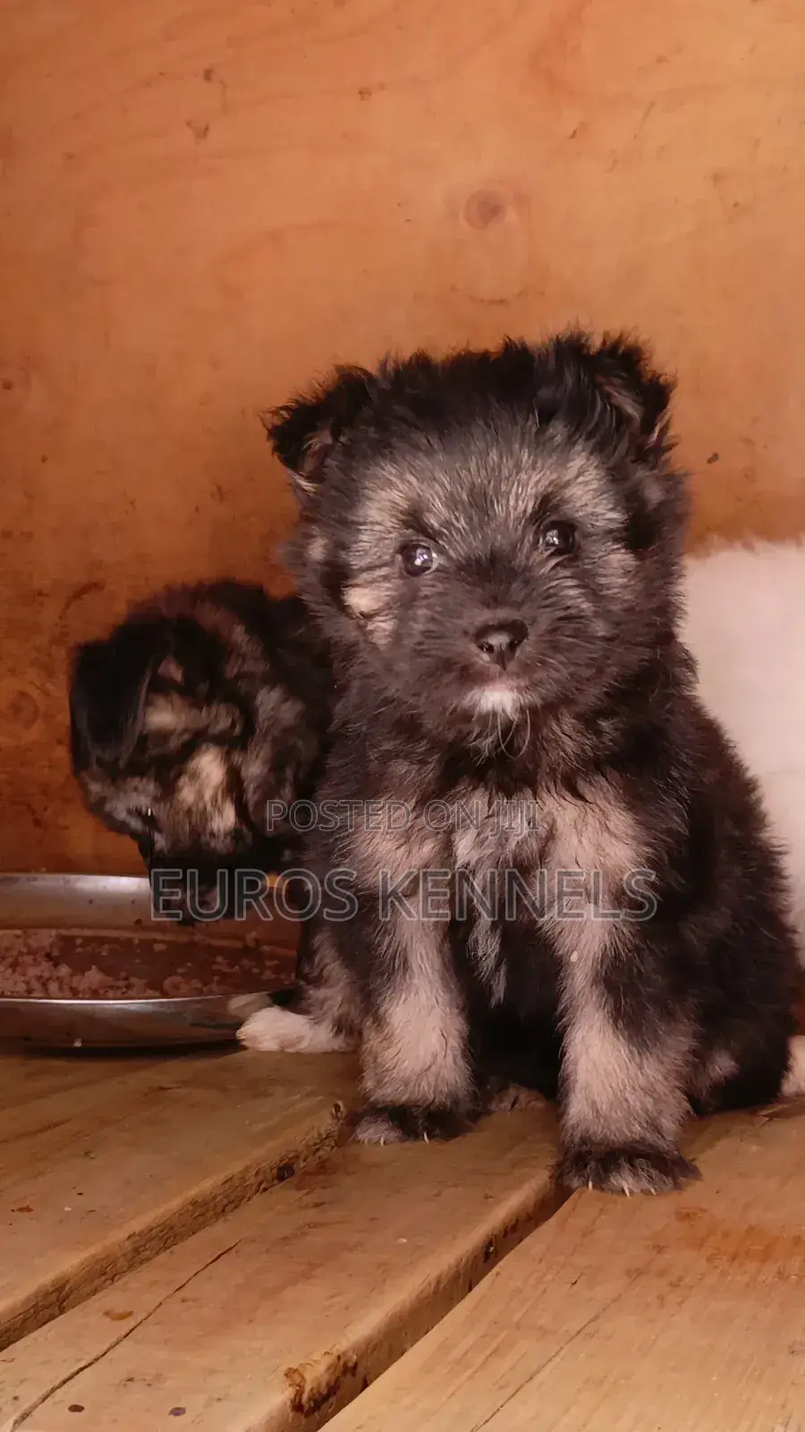 1-3 months Female Purebred Havanese