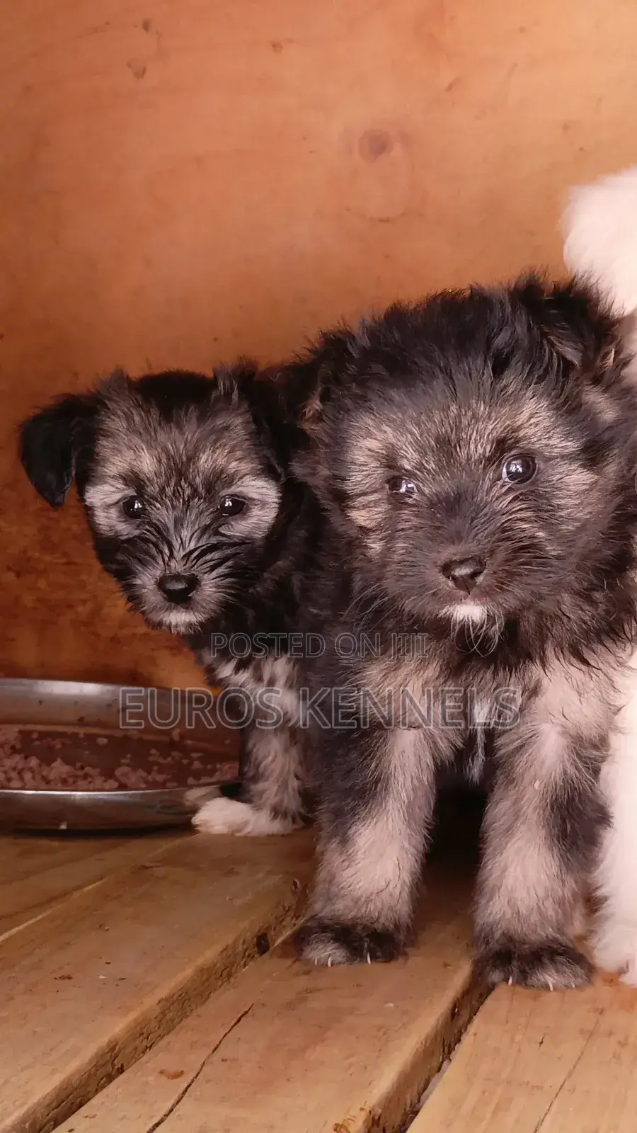1-3 months Female Purebred Havanese