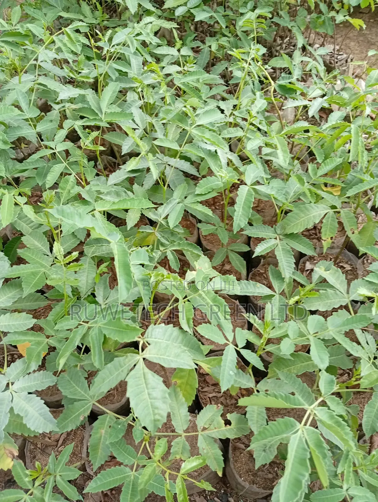 Marula Plants