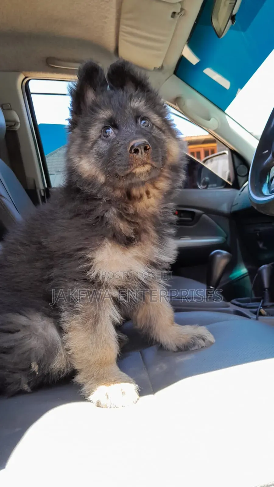 1-3 months Male Purebred German Shepherd